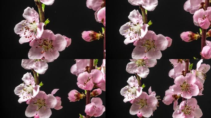 桃花在水平格式的延时4k视频中旋转并绽放在黑色的衬托下。春天桃花盛开的视频。