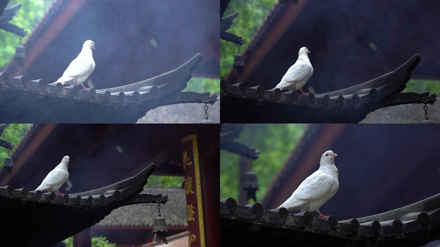 寺庙 长视频 原视频 鸽子 空镜头