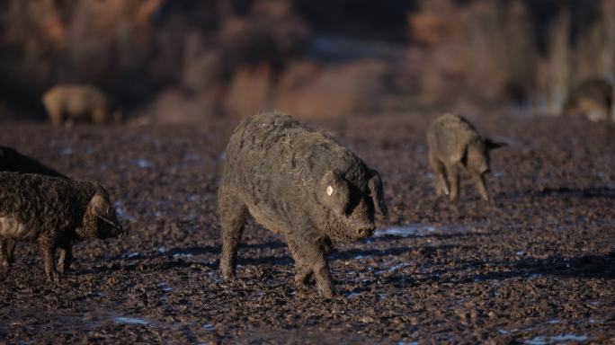 满身泥巴的曼加拉猪和小猪探索露天农场