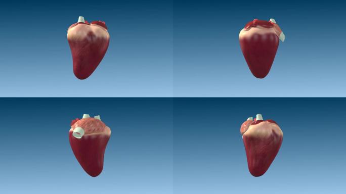 鹅 心脏 位置展示 三维动画 动画