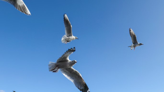 海鸥在蓝天下飞翔觅食的飞禽动物世界鸟类观