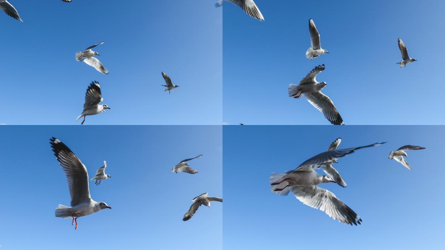 海鸥在蓝天下飞翔觅食的飞禽动物世界鸟类观