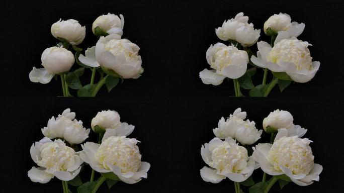 在黑色背景上开花的白牡丹群的时间推移。