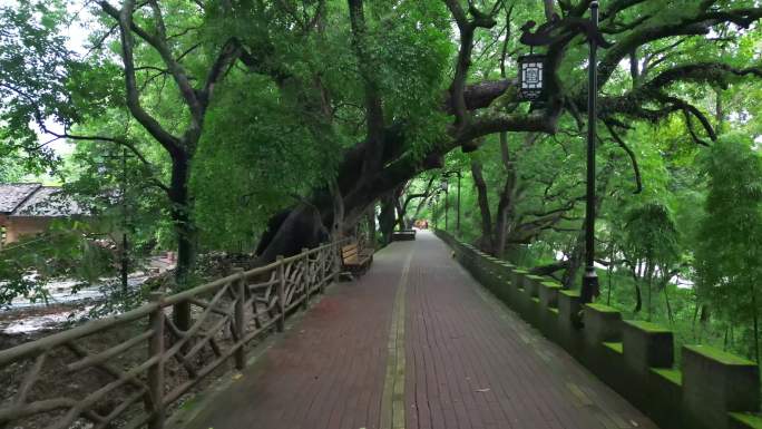 千年香樟林