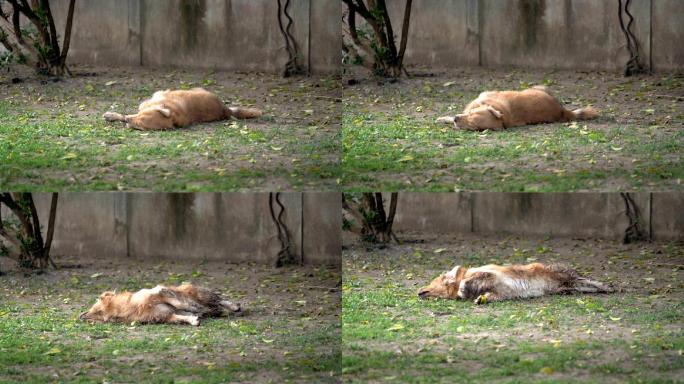 泥泞的雄性金毛猎犬在草地上打滚