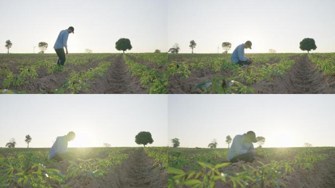 后视图，在夕阳的剪影中，年轻的农民走在田野里，审视着乡村的景色。