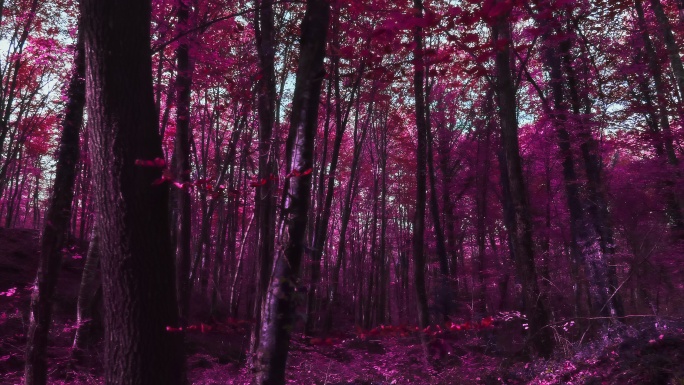 紫色超现实森林实时视频