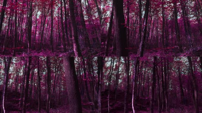 紫色超现实森林实时视频