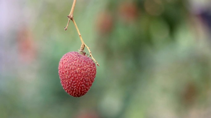 树上的无患子科植物是泰国的水果。第2部分