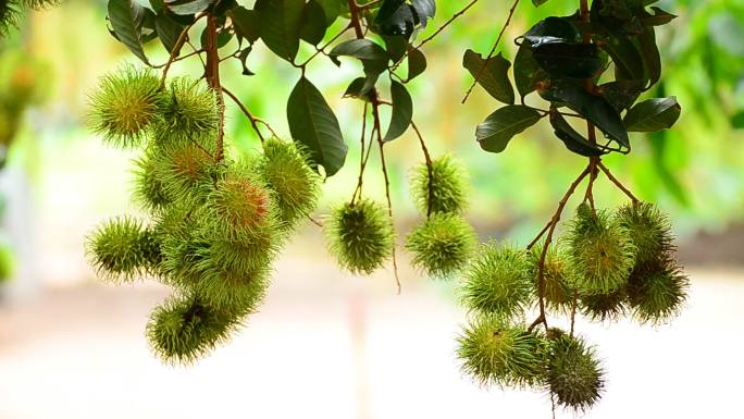 红毛丹果蔬绿植食品