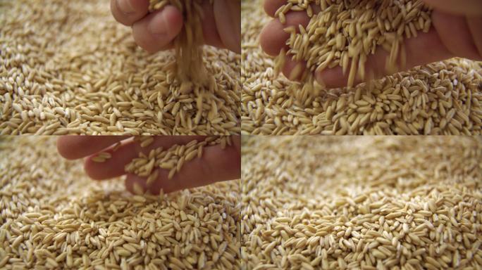 手中的小麦健康食品绿色食品种植