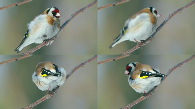 在一个阳光明媚的冬日，欧洲金翅雀（CarduelisCarduelis）坐在树枝上。