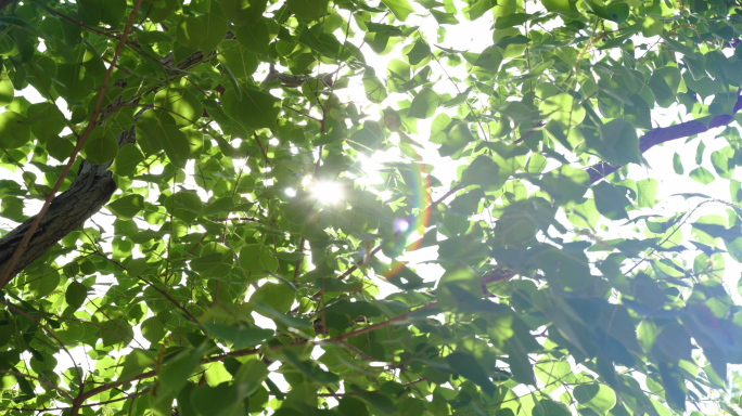 夏日树叶光影风吹动窗帘