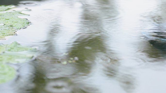 下雨水面涟漪池塘园林造景