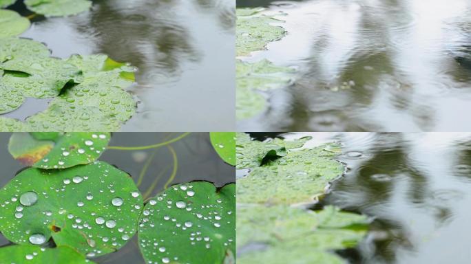 下雨水面涟漪池塘园林造景