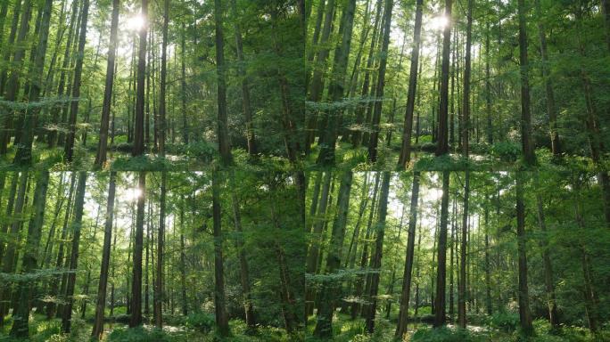 绿色环保森林树林光影-杭州虎跑寺
