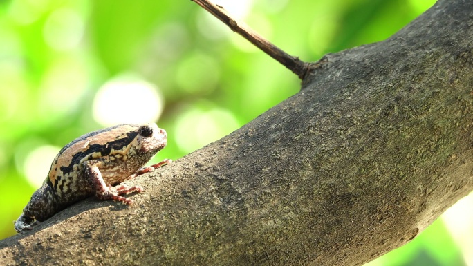 树枝上的牛蛙动物特写动物观察保护动物