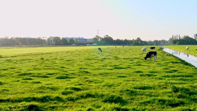 绿色草地上许多正在反刍的奶牛。