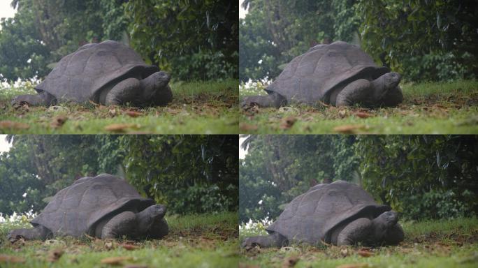 老乌龟在保护区的草地上爬行