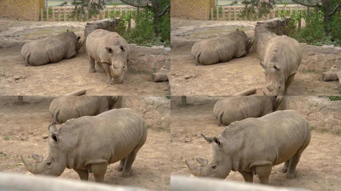 北京动物园-犀牛视频素材4K