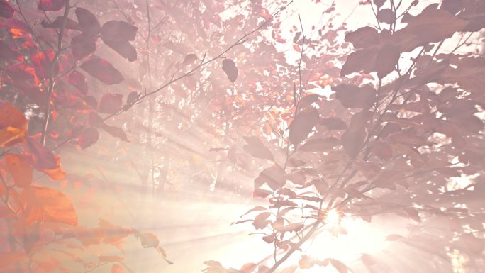 CS阳光透过雾林中一棵秋树的树枝照射
