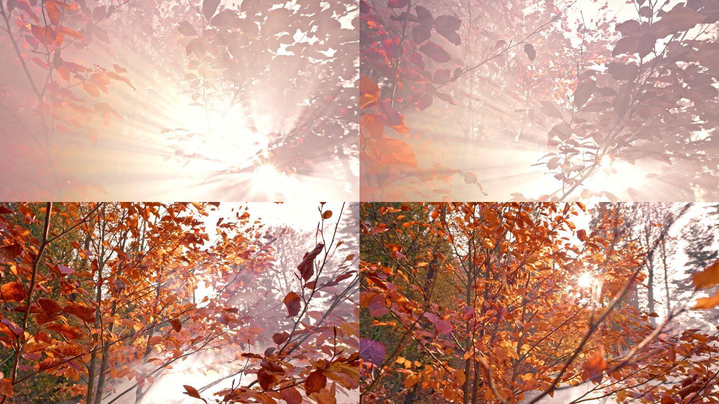 CS阳光透过雾林中一棵秋树的树枝照射
