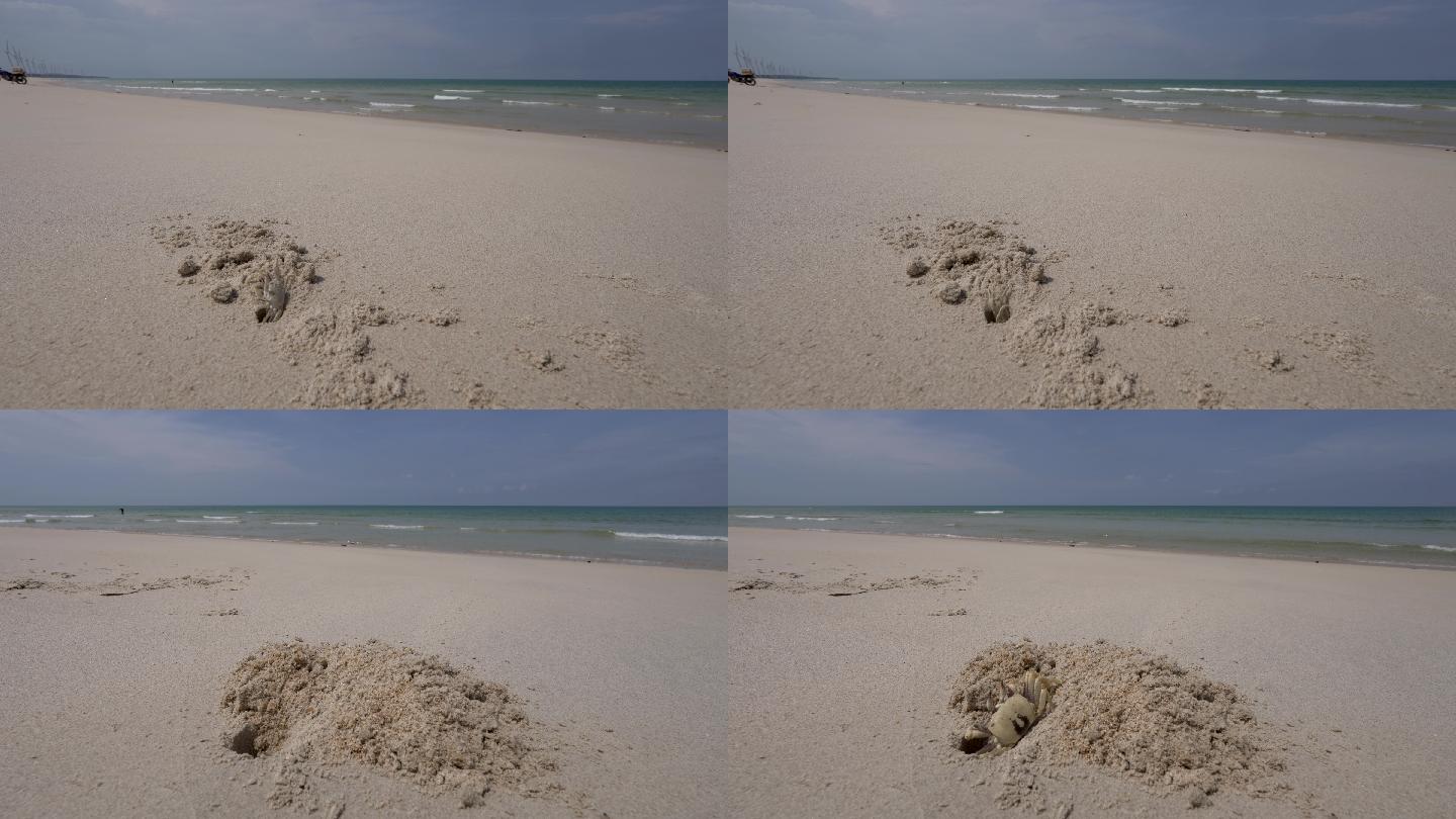海滩沙蟹