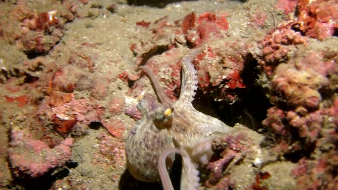 藏身海底珊瑚礁的小章鱼