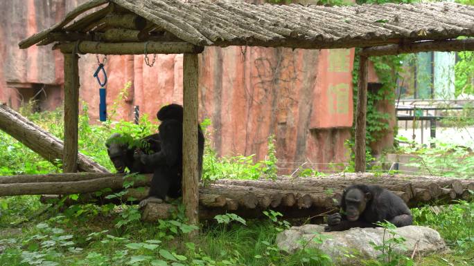 北京动物园-猩猩视频素材4K