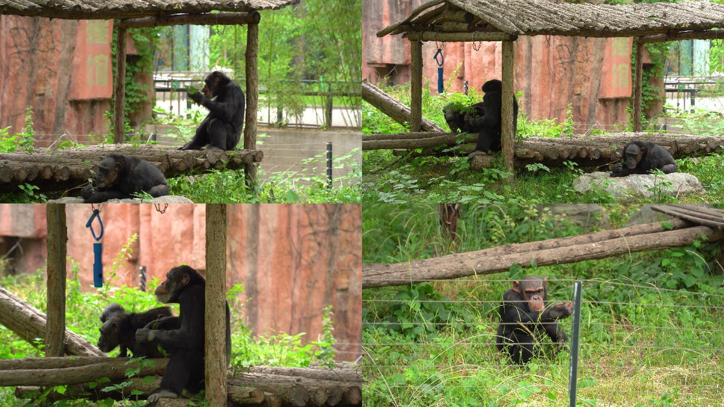 北京动物园-猩猩视频素材4K