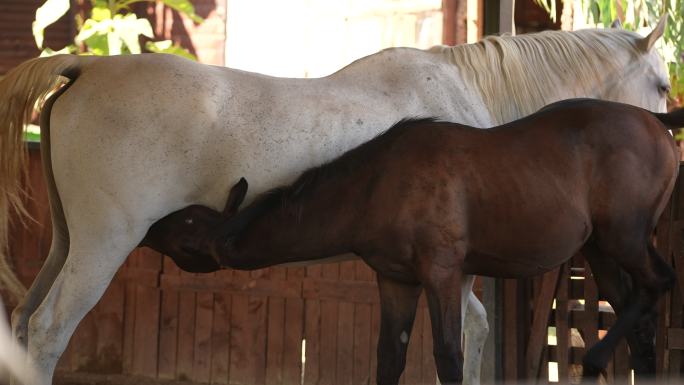 小马驹在白马中从它的妈妈那里吃奶。