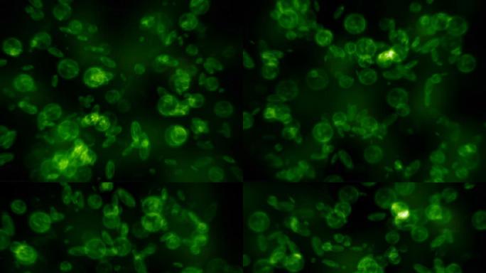 细菌微生物病菌绿色生物