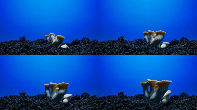 蘑菇生长蓝屏背景延时