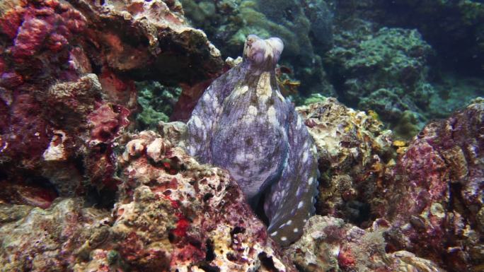 伪装在水下珊瑚礁上的章鱼