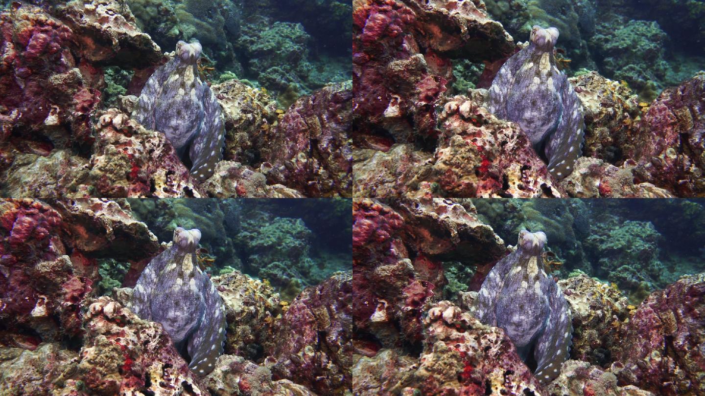 伪装在水下珊瑚礁上的章鱼