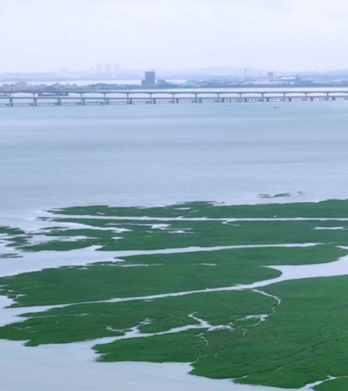 竖屏航拍泉州跨海大桥