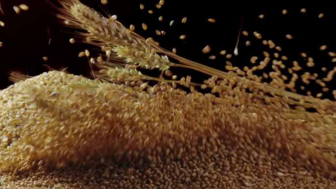 麦穗掉入小麦堆