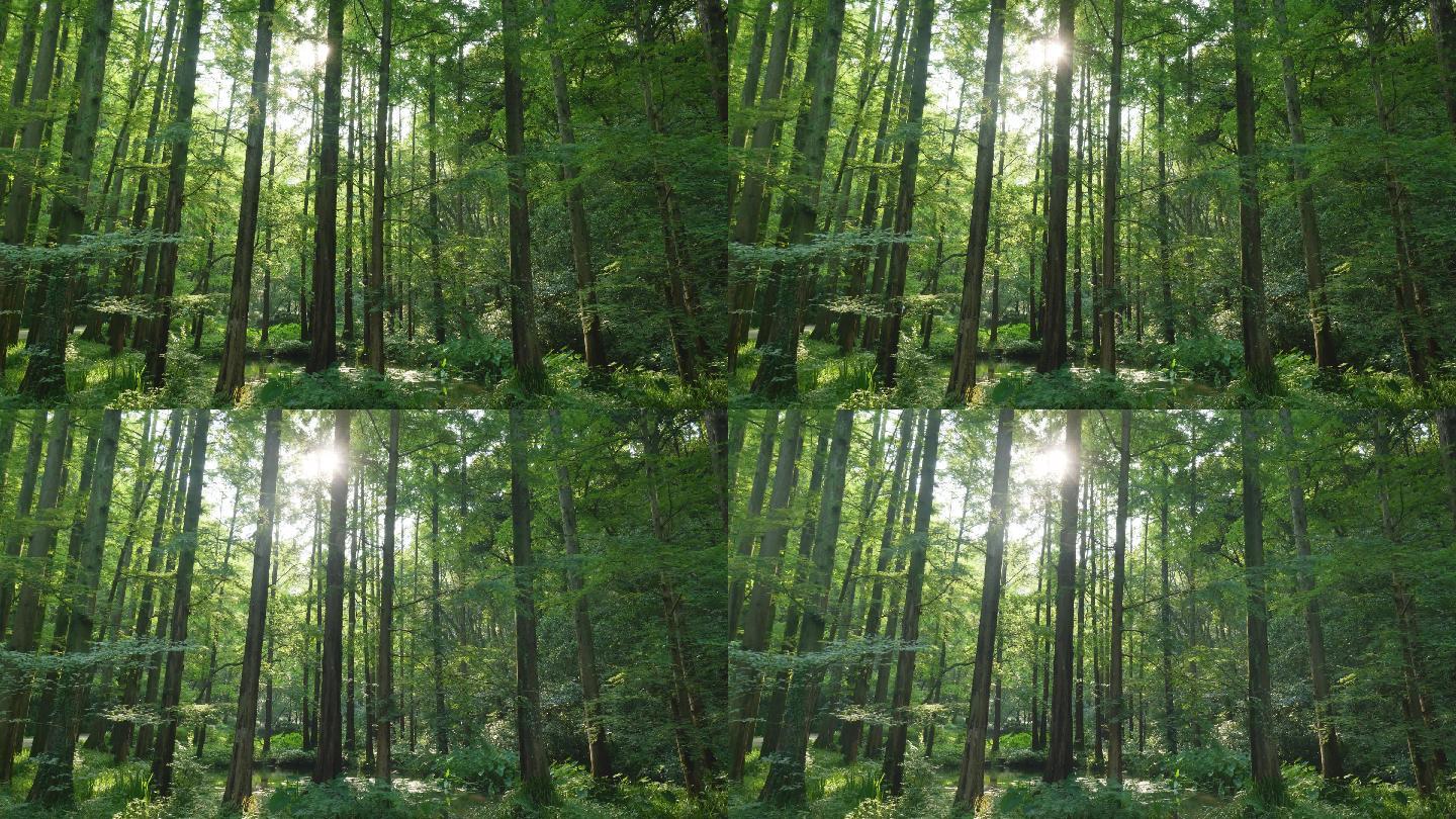 绿色环保森林树林-杭州虎跑寺