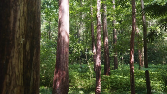 绿色环保森林树木