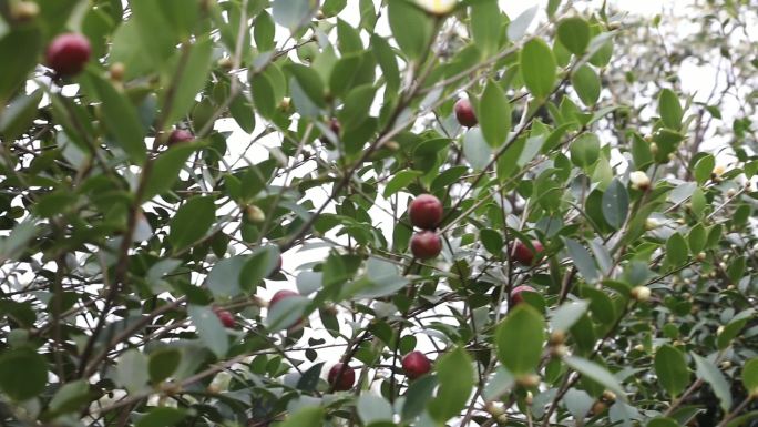 茶油 油茶籽油  山茶油 山茶籽油山茶花