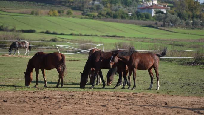 一群在草地上吃草的马。