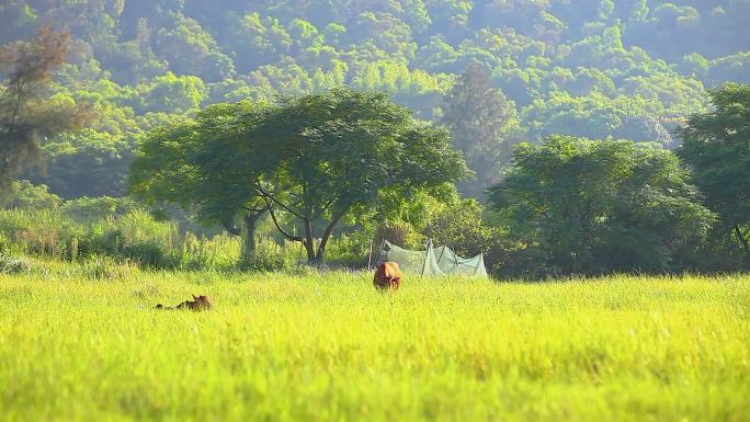 乡下早晨草地上的黄牛在吃草