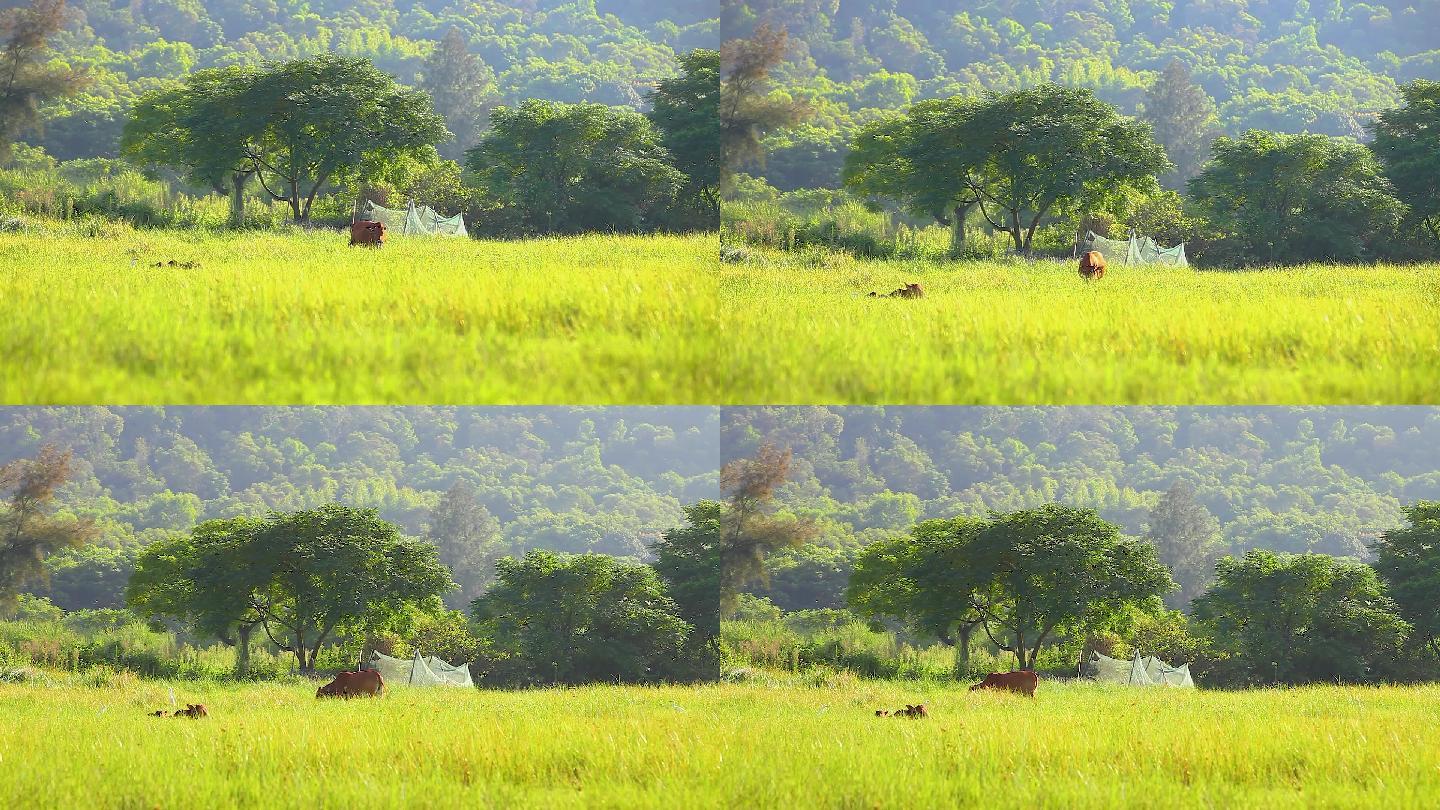 乡下早晨草地上的黄牛在吃草
