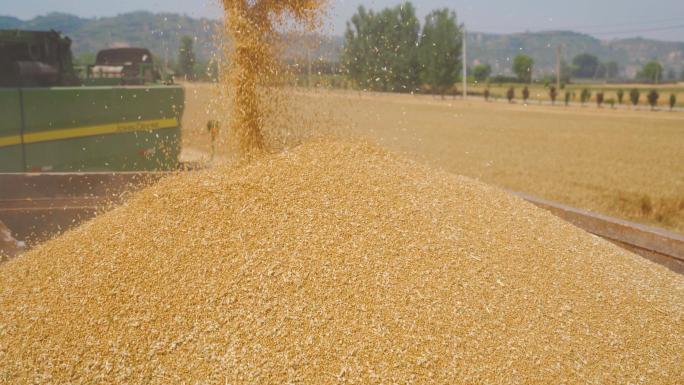 丰收小麦农业麦田麦子麦穗农田粮食打捆机
