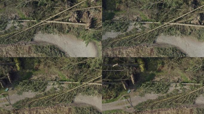 被连根拔起的树木堵塞的道路的无人机视图
