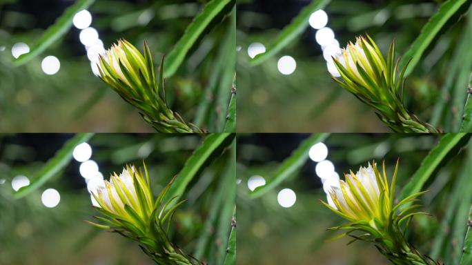 火龙果花盛开，时光流逝