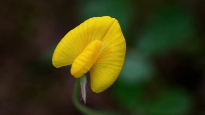 被风吹摇摆的黄色小花蔓花生