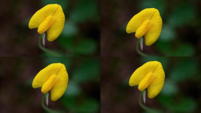 被风吹摇摆的黄色小花蔓花生