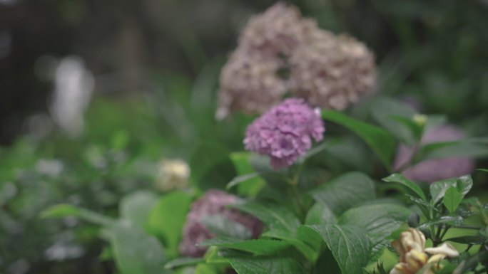 雨后小区绣球花特写