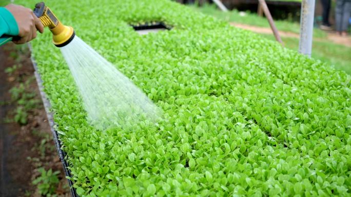 给有机蔬菜浇水。种植喷洒喷洒农药